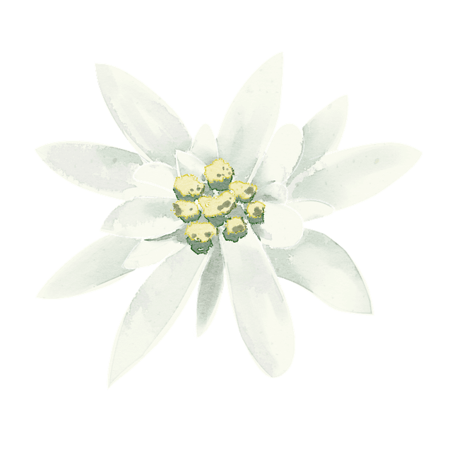Edelweiss Flower