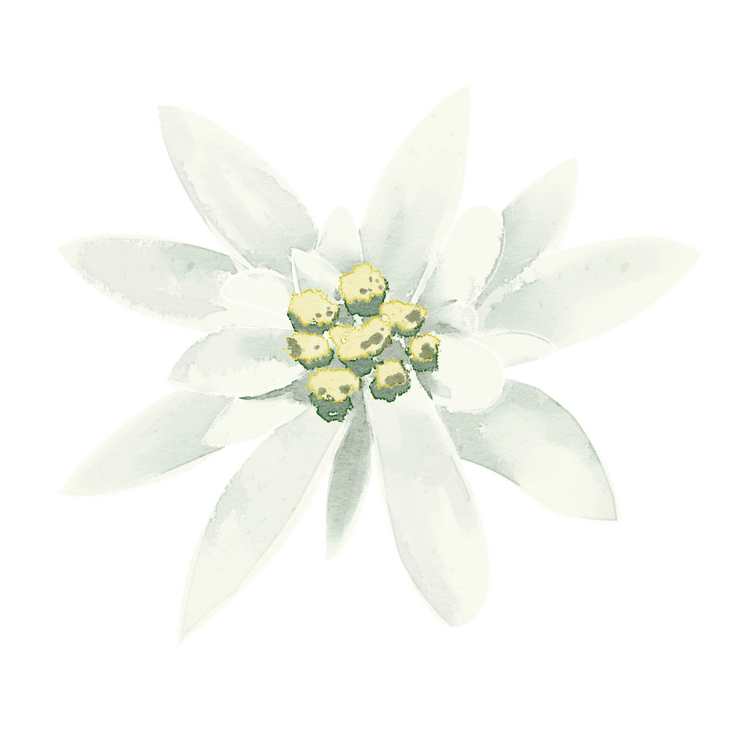 Edelweiss Flower